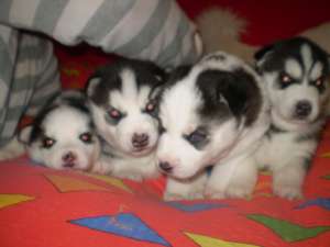 VAND HUSKY SIBERIAN RASA PURA