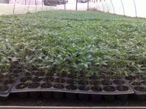 produc rasaduri legume pe comanda   ;  vidra ;  ILFOV