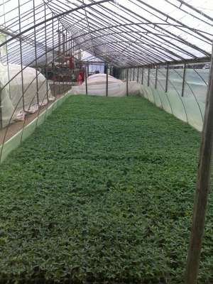 produc rasaduri legume pe comanda   ;  vidra ;  ILFOV