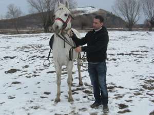 vand pursange arab