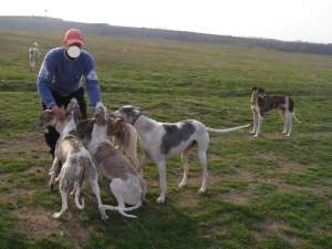 Ogari Greyhound