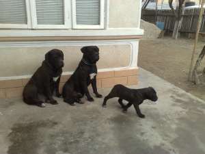 Cane corso de vanzare