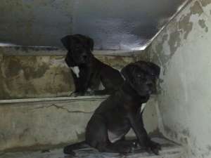 Cane corso de vanzare