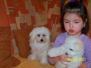 Vind pui Bichon Maltese
