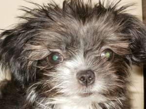 Vand pui bichon havanez