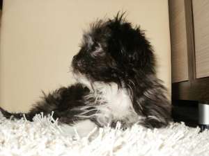 Vand pui bichon havanez