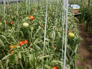 produc rasaduri legume pe comanda   ;  vidra ;  ILFOV