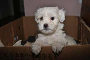 bichon bolognese