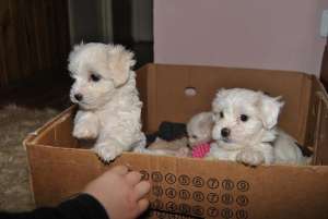 bichon bolognese