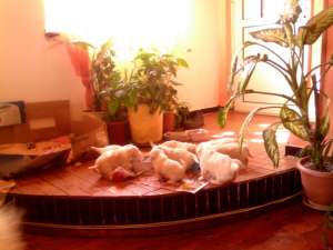 vand bichon havanese