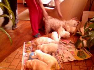 vand bichon havanese