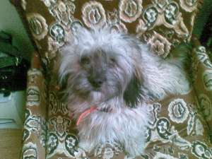 pierdut catelusa bichon gri cu crem