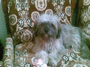 pierdut catelusa bichon gri cu crem