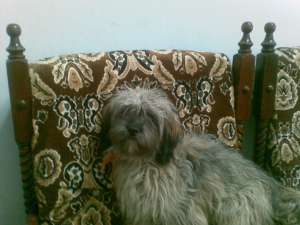 pierdut catelusa bichon gri cu crem