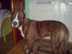 Vand Amstaff