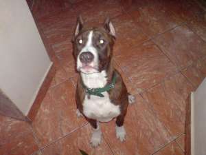 Vand Amstaff