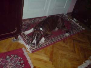 Vand Amstaff