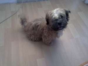 Vand bichon havanez