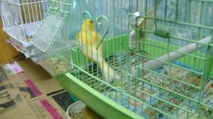 VIND CANARI