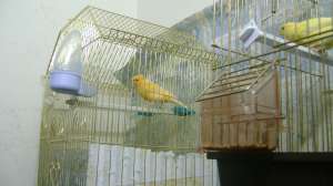 VIND CANARI