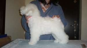 Vand pui bichon frise (3 masculi si 2 femele)cu pedigree, 