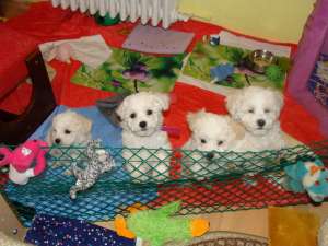 Vand pui bichon frise (3 masculi si 2 femele)cu pedigree, 