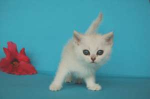 Eisb�rchen g�zel! British Shorthair G�m�ş G�lgeli
