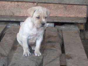 vand femela cane corso cu pedigree