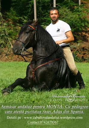 Armasar de monta rasa andaluz