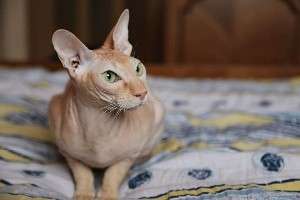 Vand pisici fara par rasa Petersburg Sphynx si pisici cu blana ondulata Devon Rex