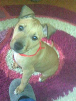 Pui Amstaff 3 Luni URGENT
