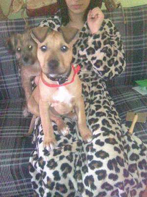 Pui Amstaff 3 Luni URGENT