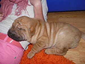 Vand pui Shar-pei Suceava