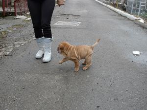 Vand pui Shar-pei Suceava