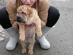 Vand pui Shar-pei Suceava