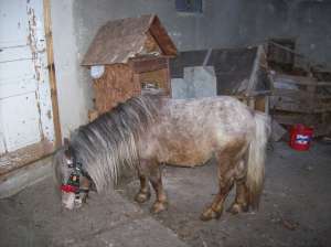 Vand armasar de ponei