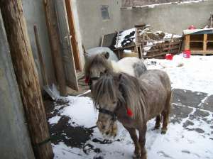 Vand armasar de ponei