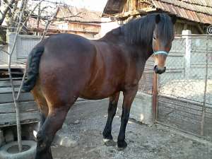 cal de vanzare