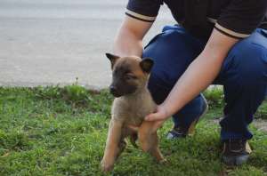 Vand pui Ciobanesc Belgian - Malinois