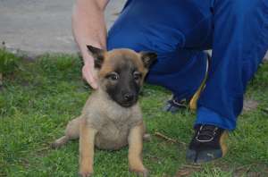Vand pui Ciobanesc Belgian - Malinois