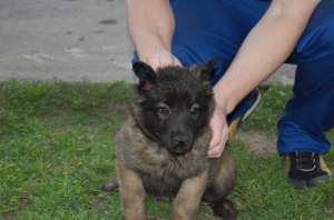 Vand pui Ciobanesc Belgian - Malinois