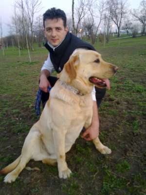 ofer labrador pt monta