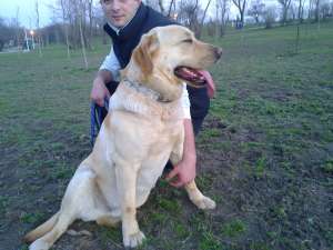 ofer labrador pt monta