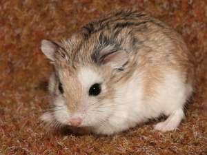 Vand Hamsteri Roborovski