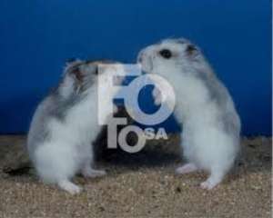 Vand Hamsteri ALBI DE IARNA