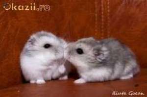 Vand Hamsteri ALBI DE IARNA