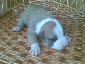 Prenotari pui Amstaff