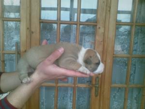 Prenotari pui Amstaff