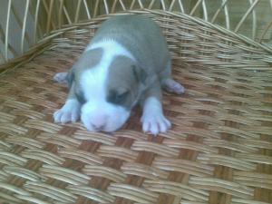 Prenotari pui Amstaff