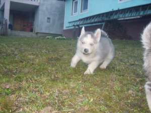 Ofer husky spre vanzare